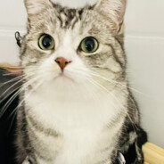 梦想成为原神膏手