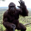 Bigfoot Vlogs