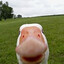 The Goose
