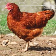 Gallus gallus domesticus