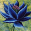 black lotus