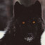 $$BlackWolf$$