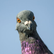 GolabThePigeon