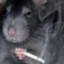 ratwithcig