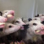 10,000 Opossums