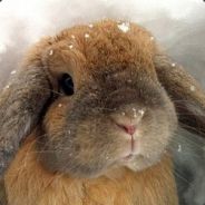 Angry_frog