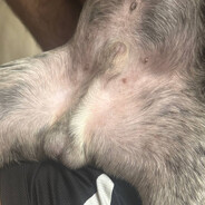 Спаунер дотеров