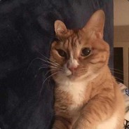 每天只吃一口肉