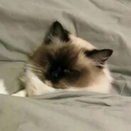 一只凶萌哒狮子