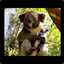 KOALA DO CHOZEM &lt;3