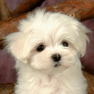 曲奇饼干会游泳