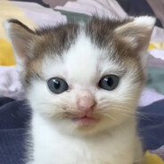 Aлексей avatar