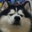 boof