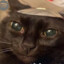 Stupid cat