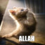 yaalla