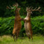 Dancing_Deer