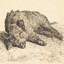 30 - 50 feral hogs