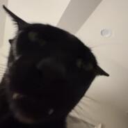 кмс кус кус