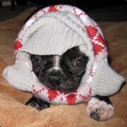 Disgruntled