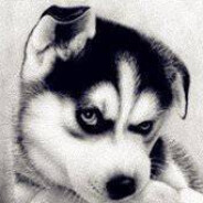 时长两年半的菜鸟