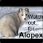 FOX&#039;s Alopex