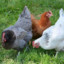 mapoule3