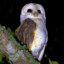 tYto alBa