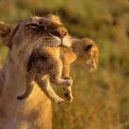 välkamat lejon  CS.MONEY