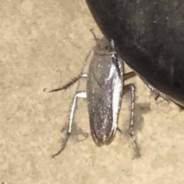 Armored_Roach avatar