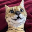 Mentaur Minter