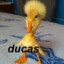 ducas