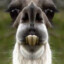 Llama