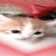 ★爪乇乇卄卂几丨