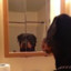 THE DOG LOOK IN THE MIRROR