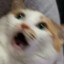 MIYAONG