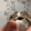 fat chinese cat