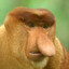 Monkey D. Nose