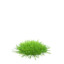 Piece of Grass