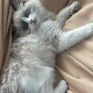 谁在那 来了来了