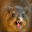 Hyrax