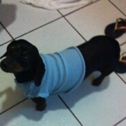 ЩЕНОК ЩЕНОК ЩЕНОК