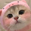 CATNIP