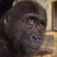 sad monkee