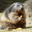 mega fat marmot