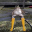 Frog Vibin&#039; in Rain Boots (2020)