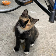 我是牛子精灵 扣1变大