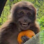 macaco com laranja