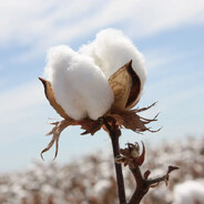 Cotton