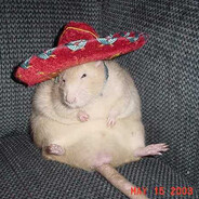 El Ratto