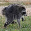 Jimothy, Beloved Cryptid